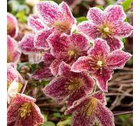 Yougarden 1 X Clematis Cirrhosa Var Purpurescens 'freckles' Evergreen Climber In A 7Cm Pot