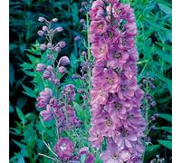 YouGarden - 1 x Delphinium 'Astolat' in a 9cm Pot