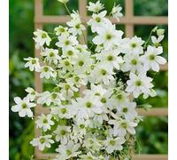 Yougarden 1 X Evergreen Climbing Clematis 'early Sensation' In 7/9Cm Pots Hardy Perennial Vine Plants For Gardens Trellis