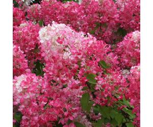 YouGarden - 1 x Hydrangea paniculata Diamant Rouge in a 7/9cm Pot
