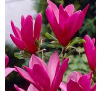 Yougarden 1 X Magnolia 'susan' In A 3L Pot 50Cm Tall Magnolia Tree For Gardens Purple/pink Flowers, Ready To Plant Out Garden Ready