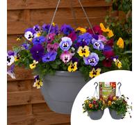 YouGarden 2 Pansy Top Wave Pre-Planted Hanging Baskets & Fertiliser