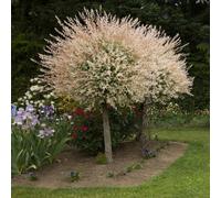 Yougarden 2 X 80-90Cm Flamingo Willow Tree In 3L Pots. Salix Integra 'hakuro-Nishiki' Exotic Patio Plant For Garden.