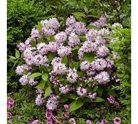 YouGarden - 2 x Deutzia 'Raspberry Sundae' in a 9cm Pot