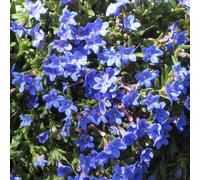 YouGarden - 2 x Lithodora 'Heavenly Blue' in a 17cm Pot Ready to Plant Out Now Summer Flowers & Plants Blue Low Speading Evergreen Plants