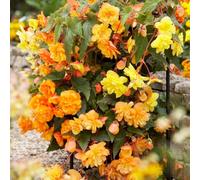 YouGarden - 20 x Begonia 'Apricot Fiery Shades' Bedding Plants | 20 x Garden Ready Plugs for Handing Baskets or Flower Beds | Begonia Perennial Outdoor Plants for Gardens | Butterfly & Bee