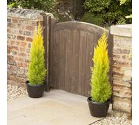 YouGarden - 20 x Cupressus Conifer Macrocarpa Goldcrest Tree in a 10.5cm Pot 28-30cm Tall - Supplied as 20 x Established Cypress Tree Ready to Plant in Ground or Large Pots