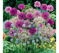 Yougarden 200 X Mixed Allium Bulbs 7 Different Varieties Plant Now In Autumn For Spring Flowering Spring Bulbs To Plant In Autumn
