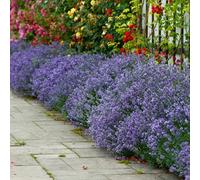 YouGarden 24 English Hidcote Lavender Hedging Plants in 9cm Pots, Beautifully Scented Purple Flowers Attracts Bees and Butterflies, Perennial Plants For Garden, English Lavender Plants Outdoor