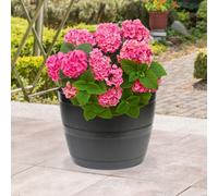 Yougarden 3 X Barrel Planters 50 Litre Containers, Lightweight Durable Frost Resistant Garden Colour Great For Pots