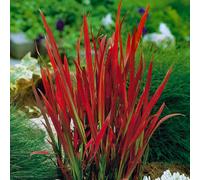 Yougarden 3 X Imperata Blood Grass 'red Baron' 3 Plants In 9Cm Pots