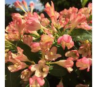 Yougarden, 3 X Weigela 'all Summer Peach' In 8/9Cm Pots