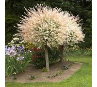 Yougarden 80-90Cm Flamingo Willow Tree In 3L Pot. Salix Integra 'hakuro-Nishiki' Exotic Patio Plant For Garden.