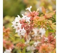YouGarden Abelia grandiflora Kaleidoscope in 2L pots x2