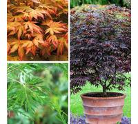 YouGarden Acer Collection 1.5L pots x 3