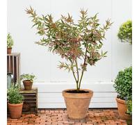YouGarden Acer palmatum 'Iyoshi', Established Plant in a 3 Litre Pot, Ready to Plant, Green to Pink Foliage Acer, Acer Tree, Plant for Across the Garden