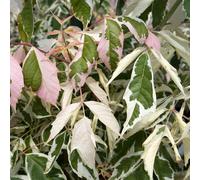 YouGarden - Acer Negundo ‘Flamingo’ Maple Tree in 3L Pot