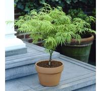 YouGarden Acer palmatum 'Dissectum' in a 3L pot