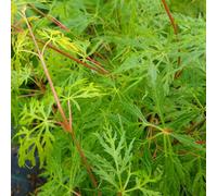 Yougarden Acer Palmatum 'emerald Lace', Established Plant In 10.5Cm Pot, Ready To Plant