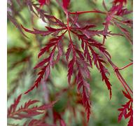 YouGarden Acer palmatum Garnet 3L 3L Pot Red