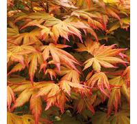 Yougarden Acer Palmatum 'orange Dream' In A 10.5Cm Pot