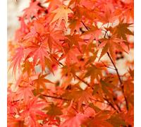 Yougarden Acer Palmatum 'phoenix', Set Of Two Established Plants In 1.5L Pots, Stunning Japanese Maples, Ready To Plant