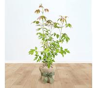 YouGarden Acer Palmatum 'Taylor', Established Tree in 3L Pot, Gift Wrapped in Brown Hessian Bag with Green Bow, Young Tree Potted for Gardens and Patios
