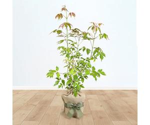 YouGarden Acer Palmatum 'Taylor', Established Tree in 3L Pot, Gift Wrapped in Brown Hessian Bag with Green Bow, Young Tree Potted for Gardens and Patios