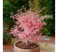 YouGarden Acer palmatum Taylor in a 3L Pot