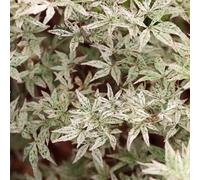 Yougarden Acer Palmatum Ukigumo Established Plant In 3L Pot