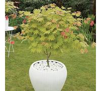 Yougarden Acer Shirasawanum Moonrise Japanese Maple In A 3L Pot