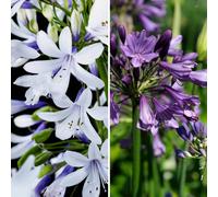 YouGarden Agapanthus Collection in 3L Pots
