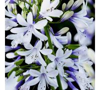 YouGarden Agapanthus Fireworks Plant Pot 3 Pack - Size: 9 x 9 x 20cm - Multi - Wilko