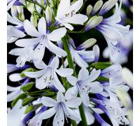 YouGarden Agapanthus 'Fireworks' in 3L Pots x2