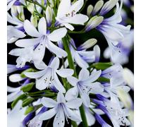 YouGarden - Agapanthus 'Fireworks' in a 3L Pot - Garden Ready Agapanthus Ready to Plant Out - Supplied as an Established Plant