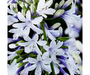 YouGarden - Agapanthus 'Fireworks' in a 3L Pot - Garden Ready Agapanthus Ready to Plant Out - Supplied as an Established Plant