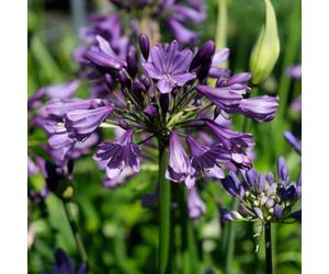 YouGarden Agapanthus Poppin Purple 9cm pots x 2