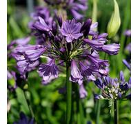 Yougarden Agapanthus Poppin Purple In A 9Cm Pot (Pack Of 3)