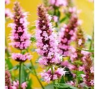 YouGarden Agastache 'Beelicious Pink', 3 x 9cm Potted, Pollinator-Friendly, Fragrant, Hardy Perennials, Great for Borders and Containers