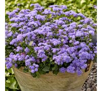 YouGarden Ageratum Monarch Magic Plug Plants x6
