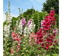 Yougarden Alcea 'hollyhock' Mix, 10 X Bare Root Plants, Mixed Colours, Cottage Garden Flowers, Ready To Plant