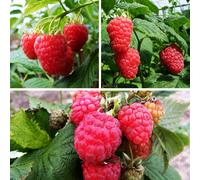 YouGarden All Season Raspberry Collection
