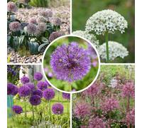 Yougarden Allium 'big Impact' Mix Collection Of 20 Bulbs, Ready To Plant For Spring Flowers
