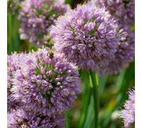 YouGarden Allium Bubblebath 9cm Pots x3