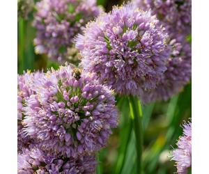 YouGarden Allium Bubblebath 9cm Pots x3