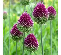 Yougarden Allium 'drumsticks', 200 X Bulbs, Ready For Autumn Planting And Spring To Summer Flowering