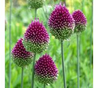 Yougarden Allium 'drumsticks', Pack Of 100 Bulbs, Ready For Autumn Planting And Spring To Summer Flowering, Purple Flowers For Pot