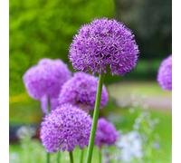 Yougarden Allium 'gladiator' Bulbs, 3 X Bulbs, Size 18/20, Giant Purple Pollinator Summer Flowers