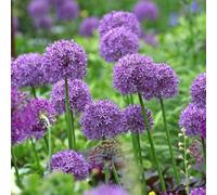 YouGarden Allium 'Globemaster', Set of Three Size 18/20 Bulbs, For Autumn Planting and Summer Flowering