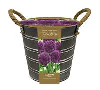 YouGarden Allium Outdoor Planter, Metal Bucket Planter with Allium Bulbs and Compost, Ready to Plant and Grow, Allium Bulbs for Potted Garden Displays